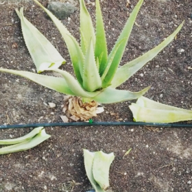 ¿Cómo se fabrica el  zumo de aloe vera?