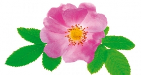 Rosa 
Mosqueta para el cuidado de la piel