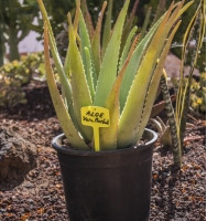 La fabrica de toda la vida del aloe vera de Fuerteventura ( Islas Canarias)