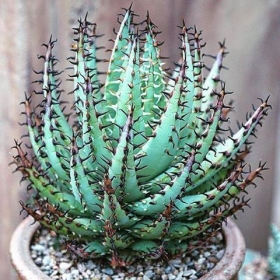 Aloe vera erinacea
