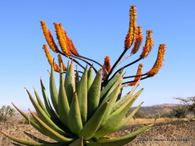 Aloe vera Marlothii