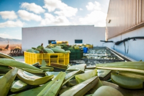 Factors of Quality aloe vera