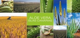 Aloe vera Islas Canarias, uno de los mejores del mundo