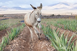 Visita a la fábrica y a la plantación de Aloe Vera más grande de Europa