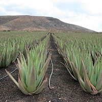 Propiedades del aloe vera